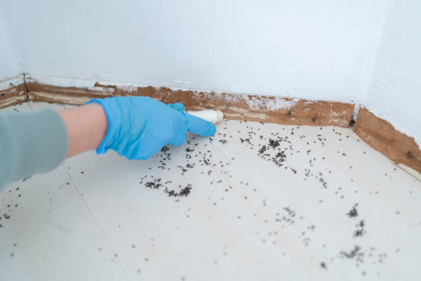 Best Termite Control Services  in Cannon Falls, MN