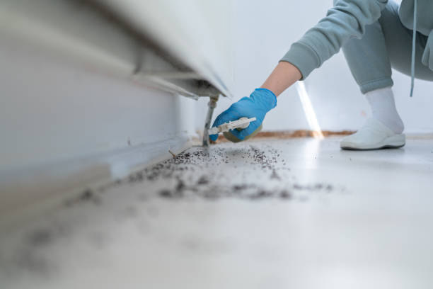 Best Flea Control Services  in Cannon Falls, MN